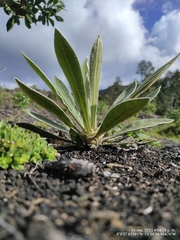 Espeletia corymbosa