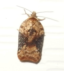 Acleris braunana