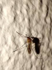 Culiseta longiareolata