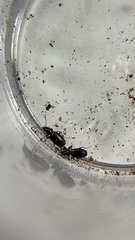 Syntomus americanus