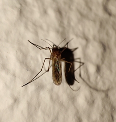 Culiseta longiareolata