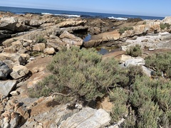 Salicornia littorea