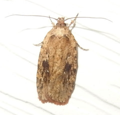 Agonopterix pulvipennella