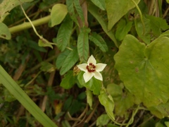 Xenostegia tridentata