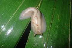 Triboniophorus graeffei