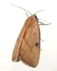 Galgula partita