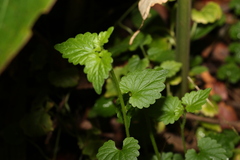 Lobelia trigonocaulis