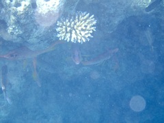 Sargocentron spiniferum