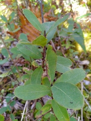 Lonicera villosa
