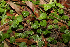 Lobelia trigonocaulis