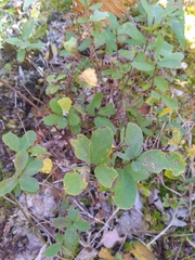 Lonicera villosa
