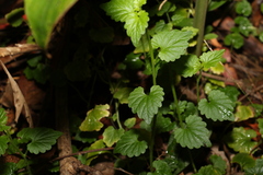 Lobelia trigonocaulis