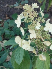 Hydrangea