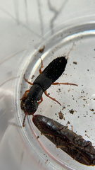 Dinothenarus badipes