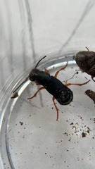 Dinothenarus badipes