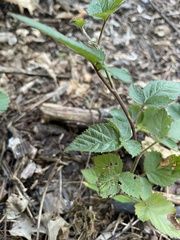 Rubus flagellaris