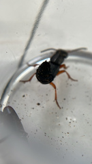 Dinothenarus badipes