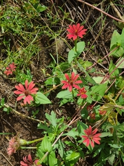 Zinnia peruviana