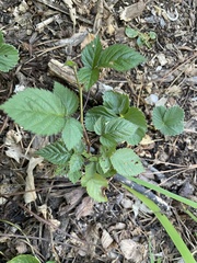 Rubus flagellaris