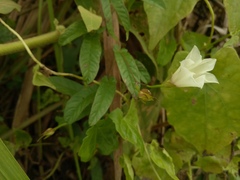Xenostegia tridentata