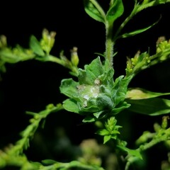 Asphondylia solidaginis