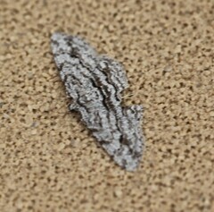 Didymoctenia exsuperata