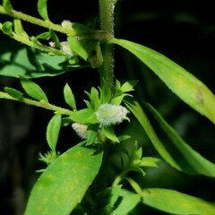 Rhopalomyia anthophila