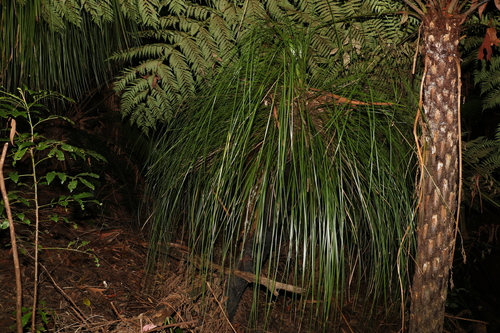 Image of Xanthorrhoea malacophylla by (c) Greg Tasney, some rights reserved (CC BY-SA)