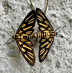 Amata huebneri