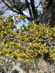 Nothofagus