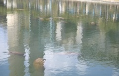 Trichechus manatus latirostris
