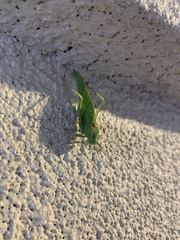 Microcentrum californicum