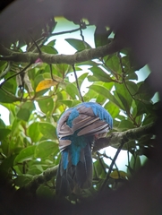 Pharomachrus mocinno