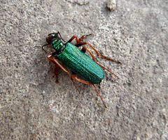 Eupompha fissiceps