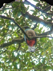 Pharomachrus mocinno