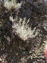Artemisia arbuscula