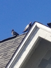 Columba livia domestica