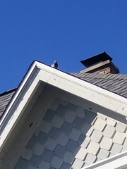 Columba livia domestica