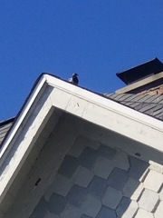 Columba livia domestica