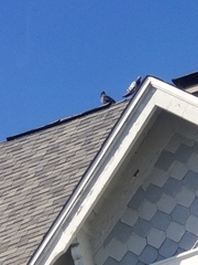 Columba livia domestica