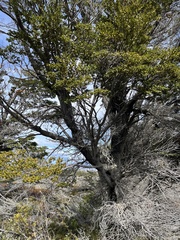 Nothofagus