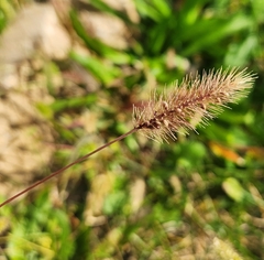 Setaria