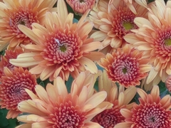 Chrysanthemum morifolium