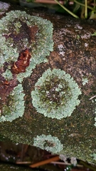 Protoparmeliopsis muralis