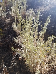 Artemisia arbuscula