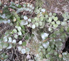 Nothofagus