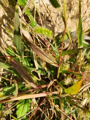 Setaria