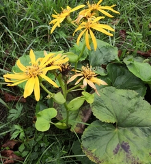 Ligularia dentata