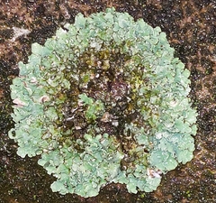 Protoparmeliopsis muralis