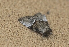 Alophosoma emmelopis